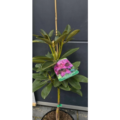 RÓŻANECZNIK na pniu 'rhododendron' Fioletowy